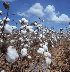 organic cotton field